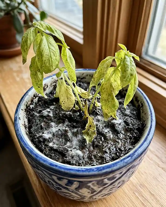 Overwatered indoor herb with yellow leaves and moldy soil in pot without drainage