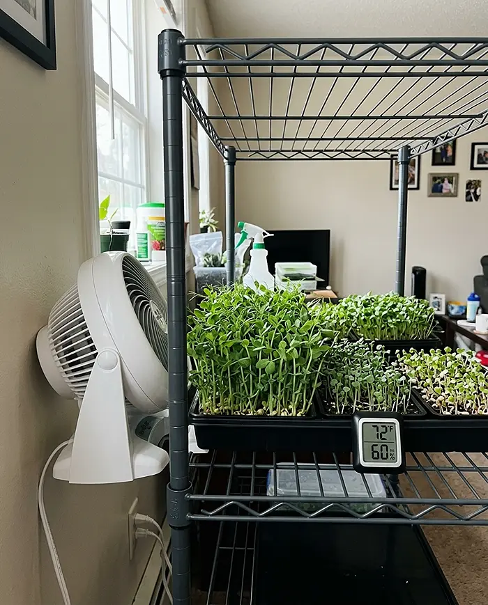 Common Microgreens Mistakes and How to Avoid Mold 4 Proper ventilation setup preventing common microgreens mold mistakes with airflow
