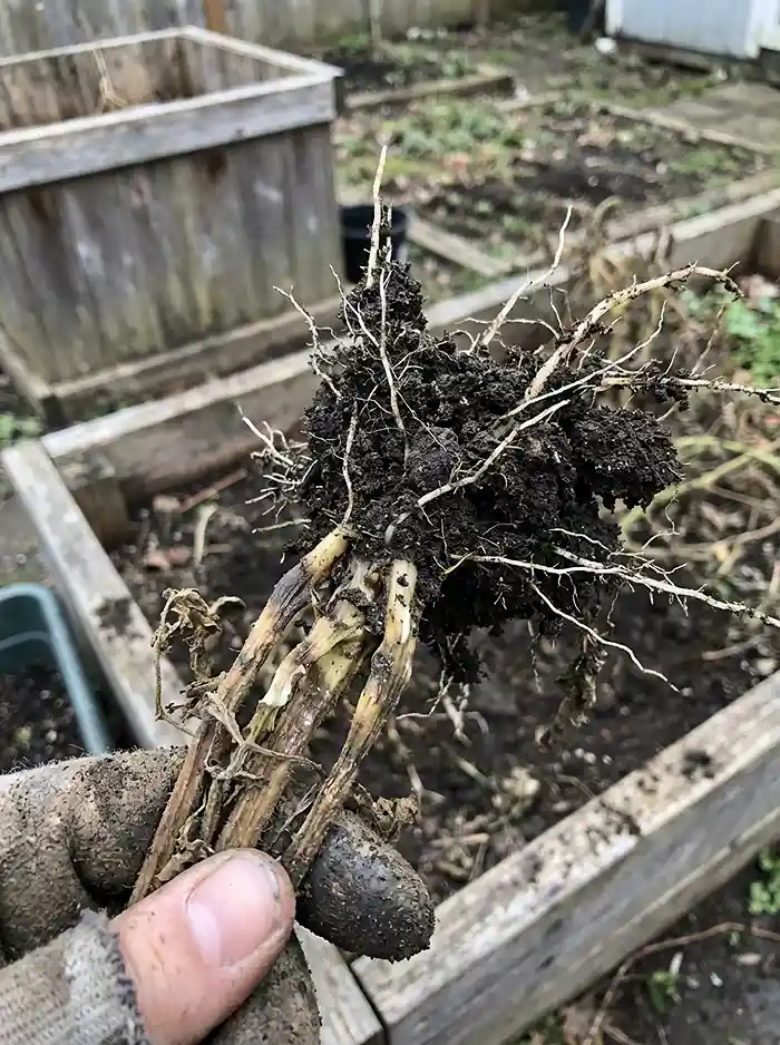 Pulling spent tomato roots from raised bed during fall garden cleanup