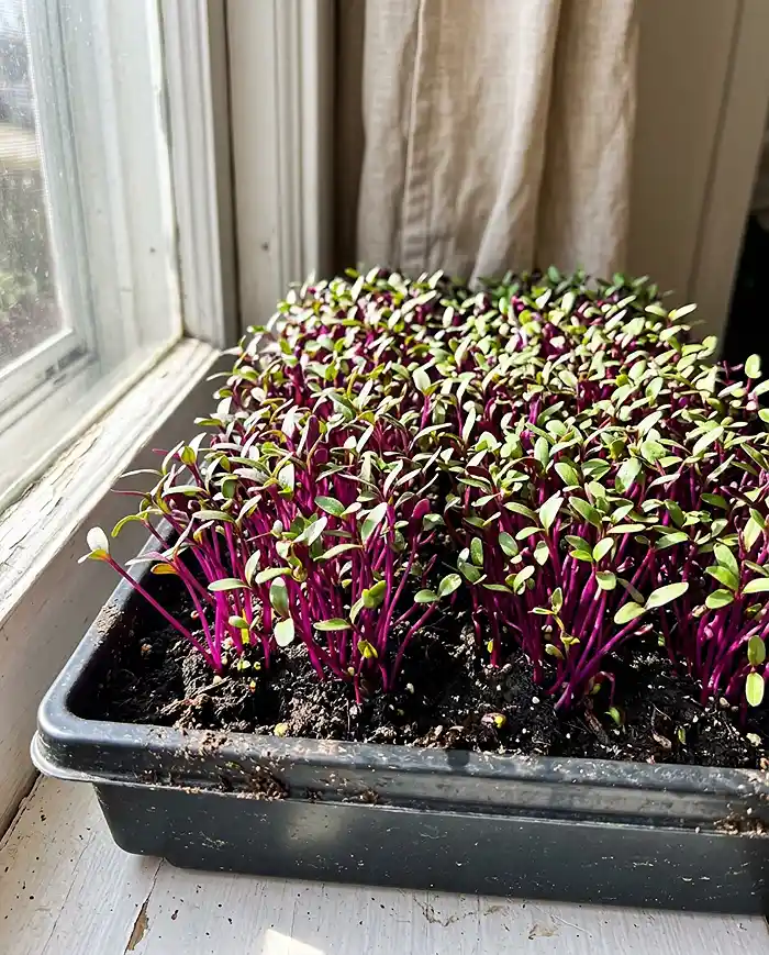 Are Microgreens More Nutritious Than Sprouts? 3 Purple amaranth microgreens sunny windowsill high vitamin content