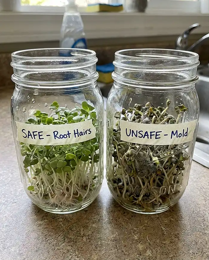 How to Grow Sprouts in a Jar 4 Safe versus moldy sprouts showing healthy root hairs and mold contamination
