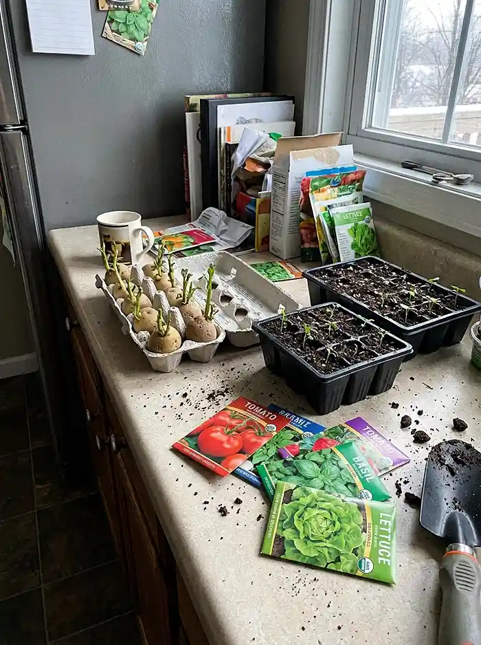 Seed potatoes chitting in egg carton with indoor seedling trays on kitchen counter