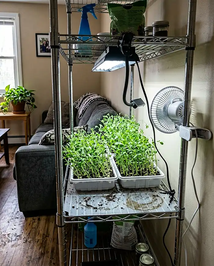 Sprouts vs Microgreens 4 Small apartment DIY microgreens setup wire shelf LED lights