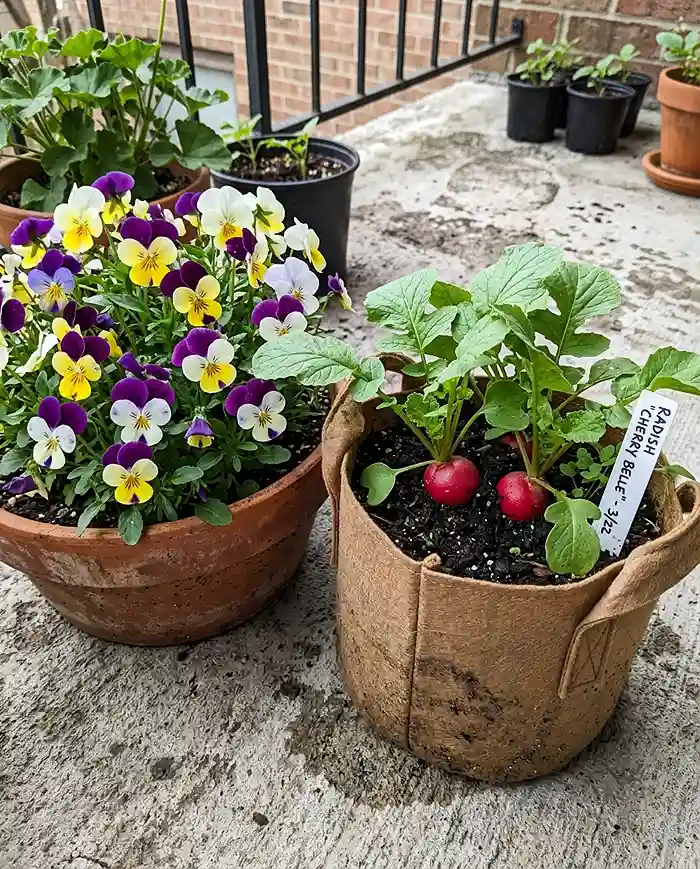 Best Plants for Small-Space Gardening by Season 3 Spring container with pansies and radishes growing in small-space patio garden