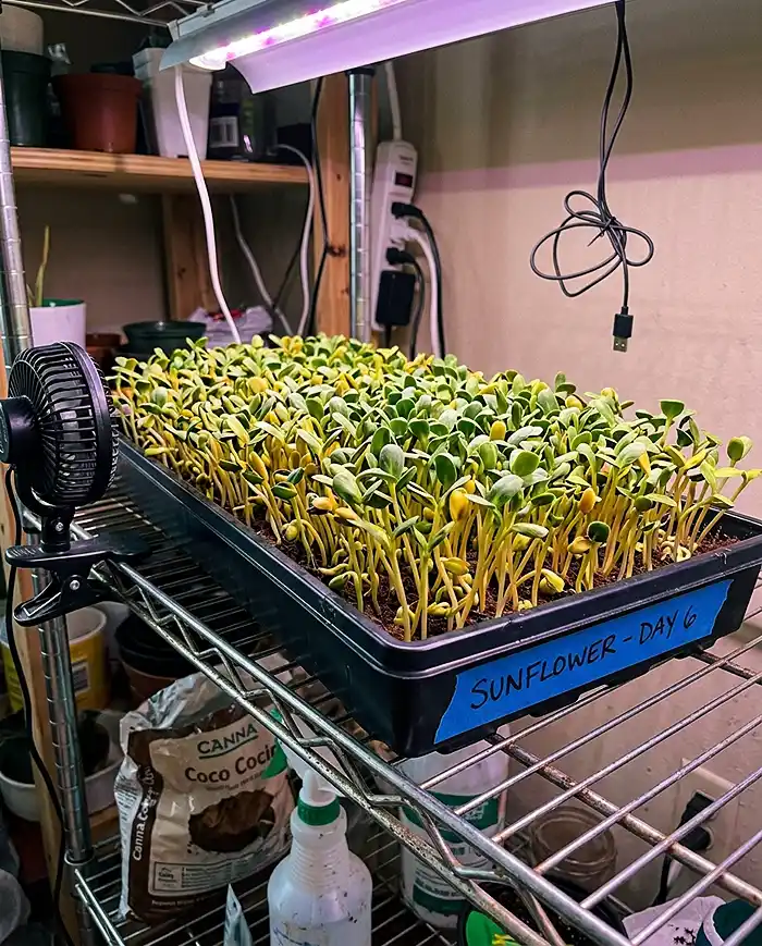 Sunflower microgreens Day 6 cotyledons greening up under home LED grow light