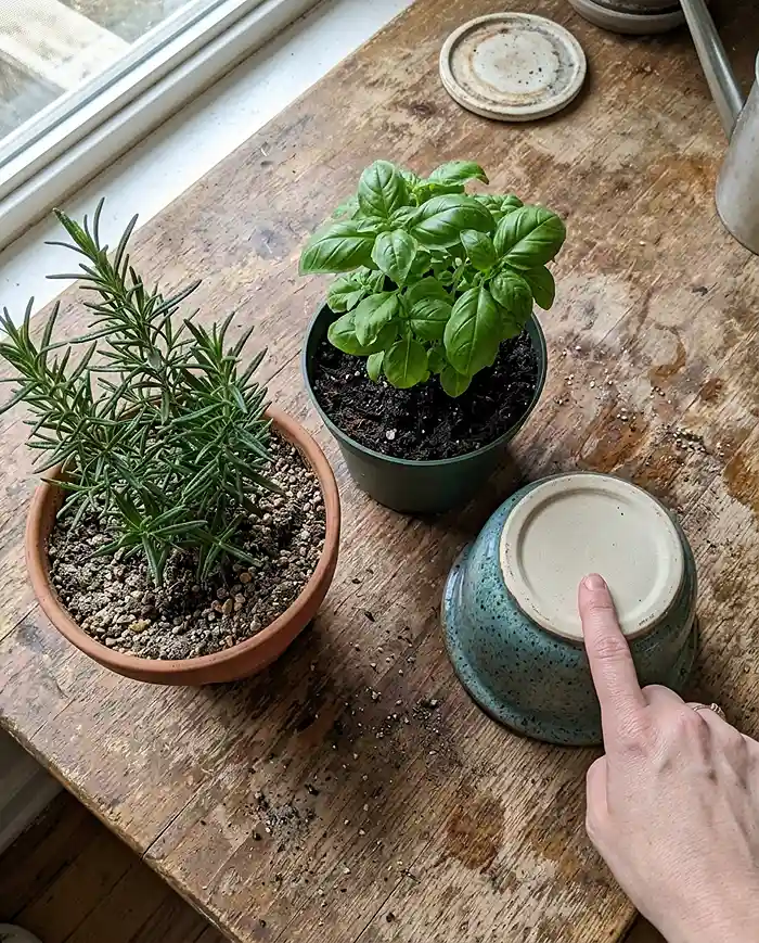 Terracotta plastic and ceramic herb pots showing drainage differences
