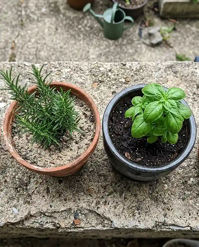 Best Herbs to Grow in a Small Space for Beginners 4 Terracotta pot with rosemary next to glazed ceramic pot with basil