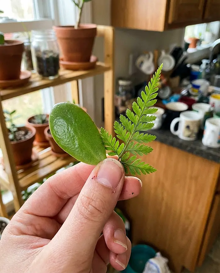 How to Choose the Right Plant for Your Light Conditions 2 Thick succulent leaf vs thin fern frond showing sun-lover and shade-lover anatomy.