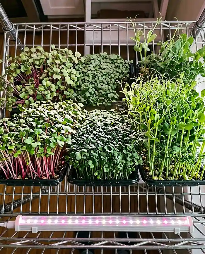 Microgreens Growing System for Small Apartments 4 Three microgreen varieties growing under LED light on apartment shelf