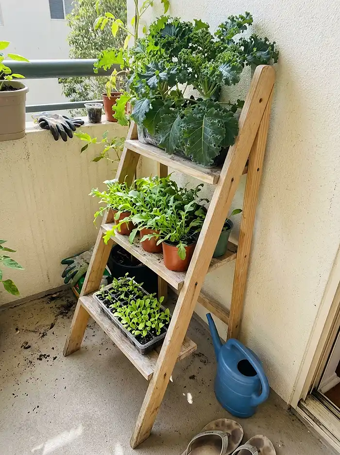 Leafy Greens for Beginners 3 Vertical ladder planter with leafy greens at different growth stages on balcony