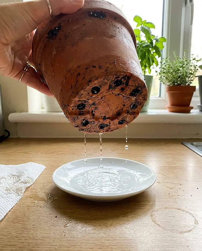How Often Should You Water Windowsill Herbs? 2 Water draining through terracotta pot drainage holes into saucer beneath herbs