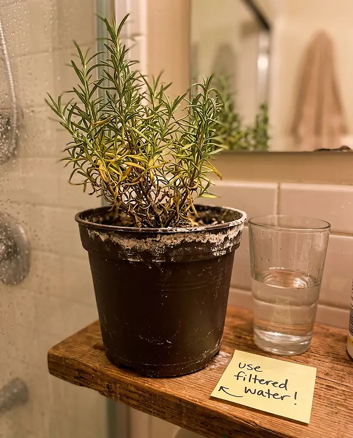 White salt crust buildup on indoor herb pot rim from tap water minerals