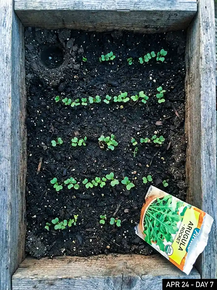 Young arugula seedlings emerging in small raised bed for cool-season vegetable gardening