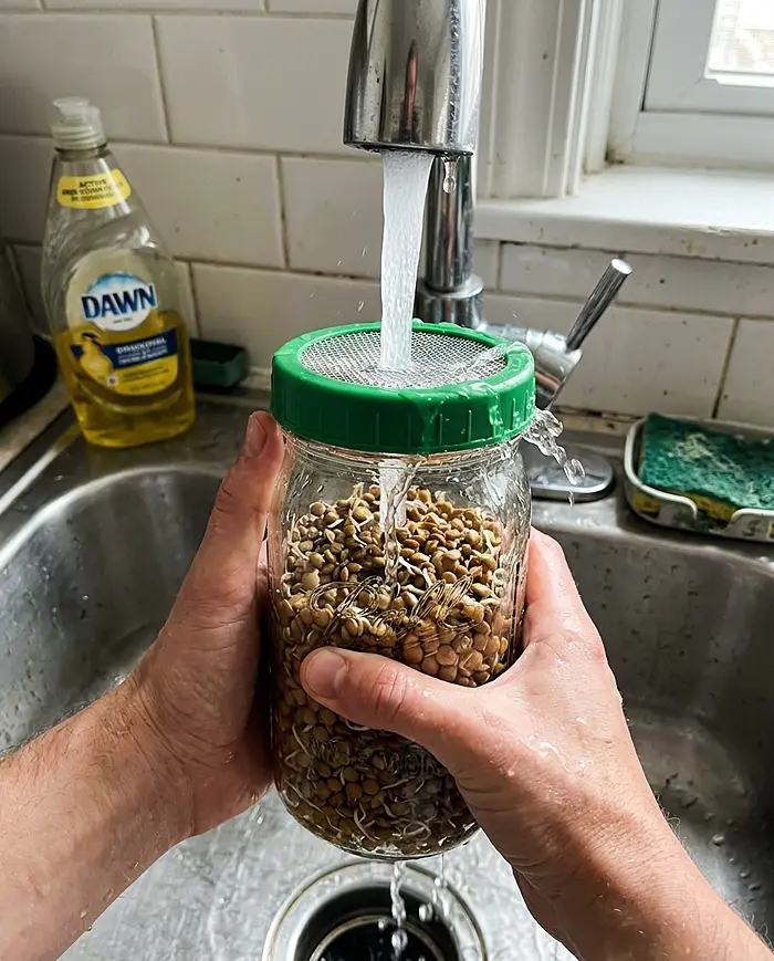 Sprouts vs Microgreens 3 how to grow sprouts daily rinsing jar method kitchen sink