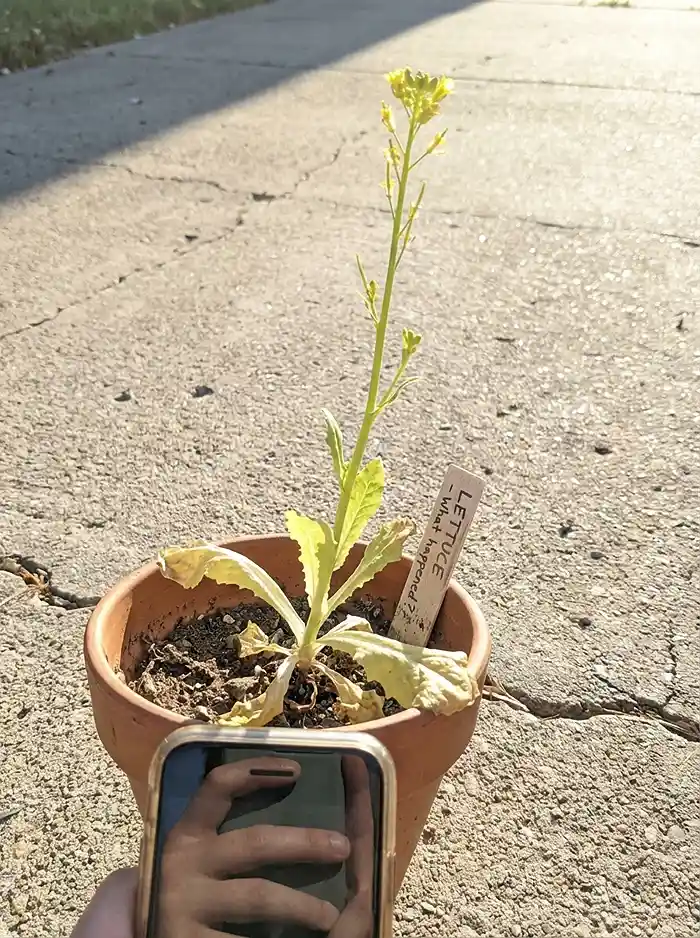 Bolted lettuce plant in a small pot caused by heat and moisture stress