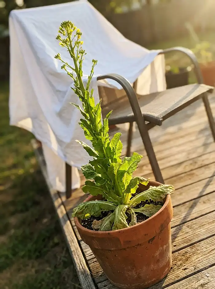 Container Gardening Mistakes 4 Bolted lettuce plant with tall flower stalk growing in terracotta container