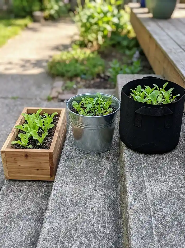 Best Salad Greens to Grow in Containers 2 Cedar, steel, and fabric planters compared for growing container salad greens