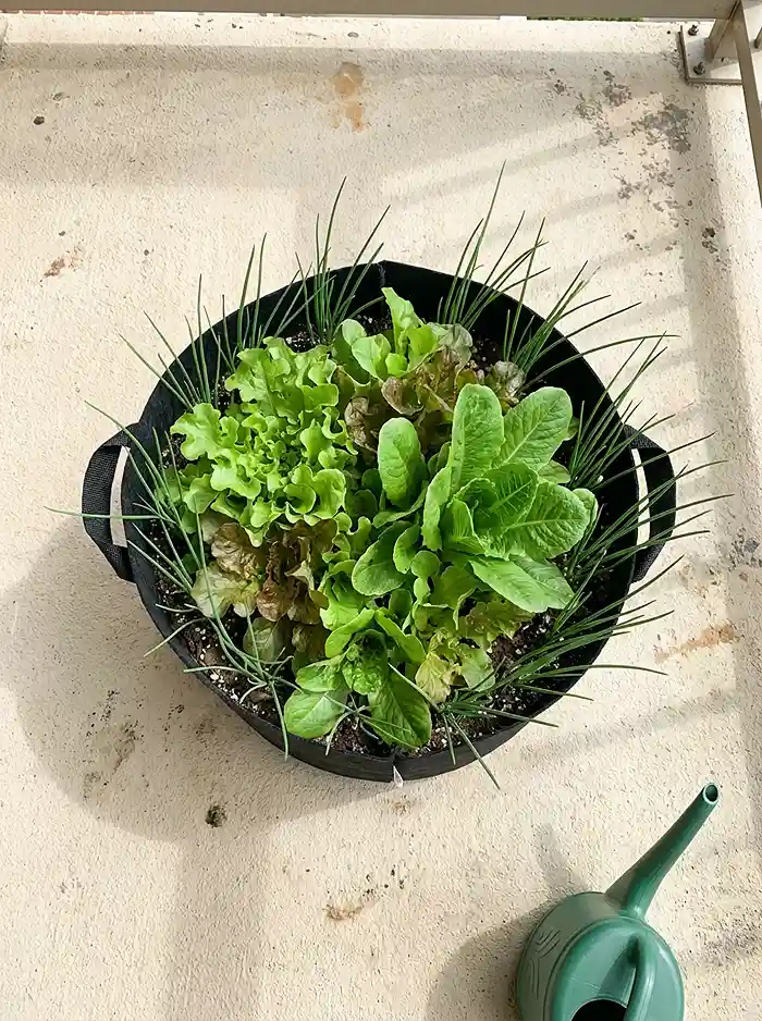 How to Grow Salad Greens in Small Planters 5 Companion planting chives and lettuce together in a small container garden