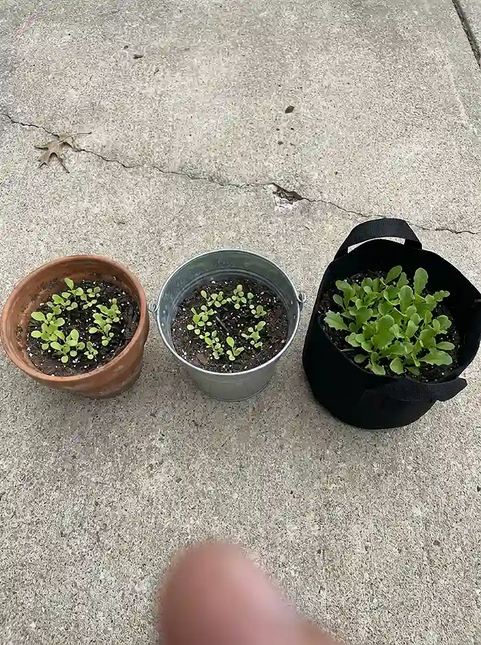 How to Grow Salad Greens in Small Planters 2 Comparing terra cotta steel and fabric planters for growing salad greens