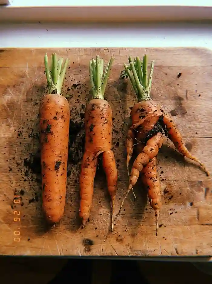 Comparison of straight forked and twisted carrots after harvest