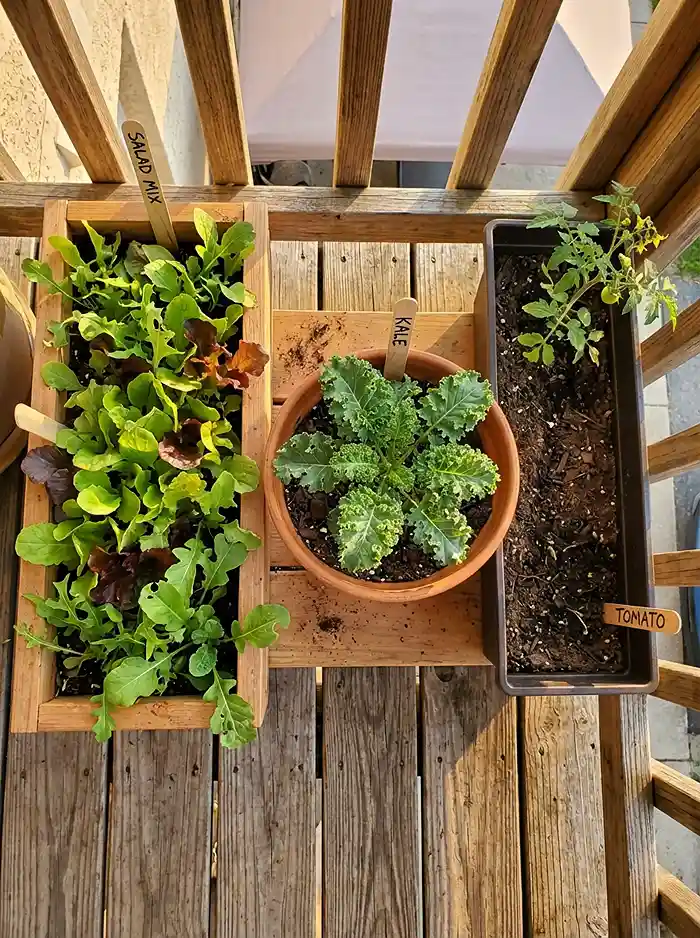 Best Soil Mix for Leafy Greens in Containers 4 Container depth comparison — lettuce in shallow box, kale mid-pot, tomato in deep planter