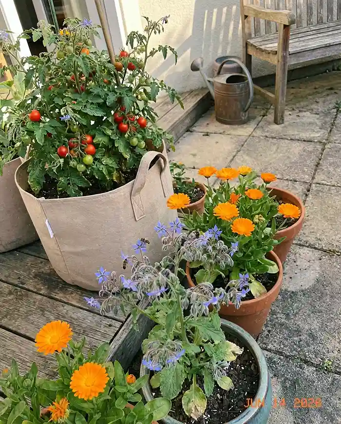Container patio garden mixing tomato plants with pollinator flowers like calendula and borage