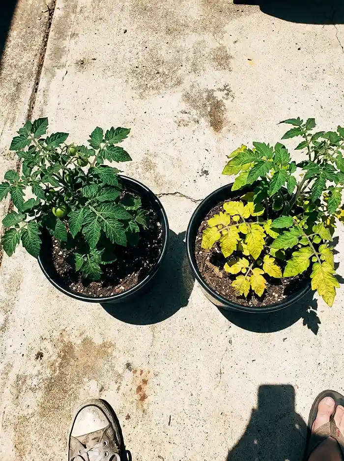 Container tomato plant showing yellow lower leaves from nitrogen deficiency