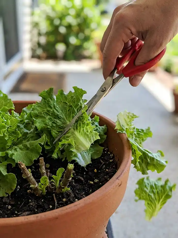 Best Salad Greens to Grow in Containers 5 Cut-and-come-again harvest of lettuce leaves in a container with scissors