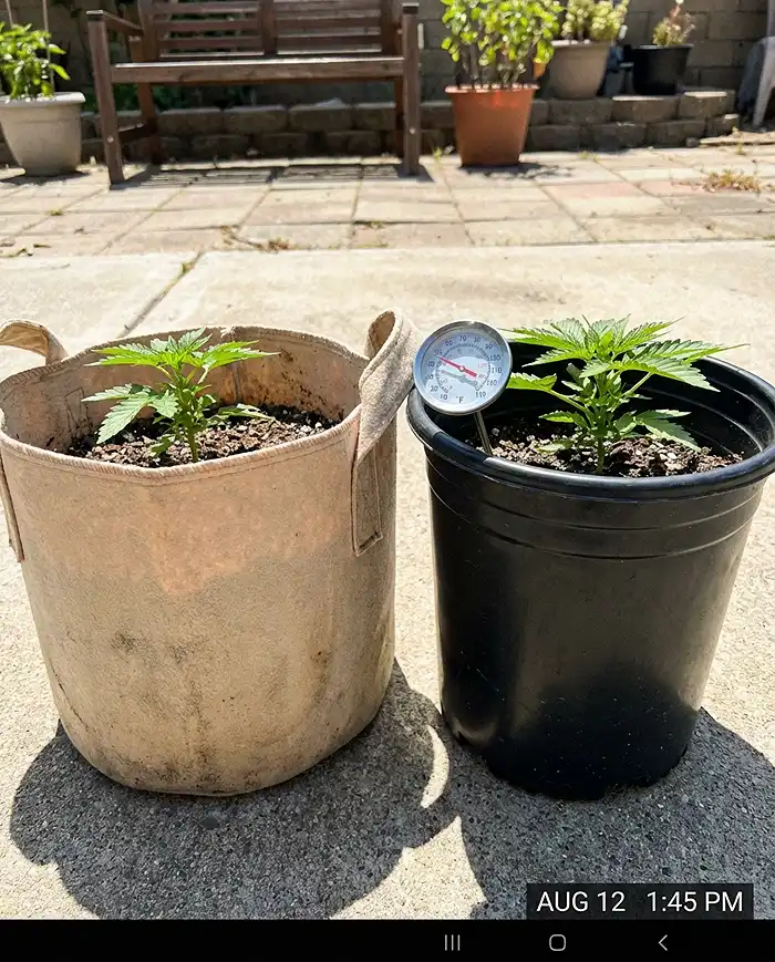 Dark vs light colored container pots showing root zone heat difference in sunlight