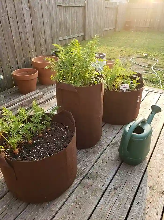 Different sized fabric grow bags for growing carrots in containers