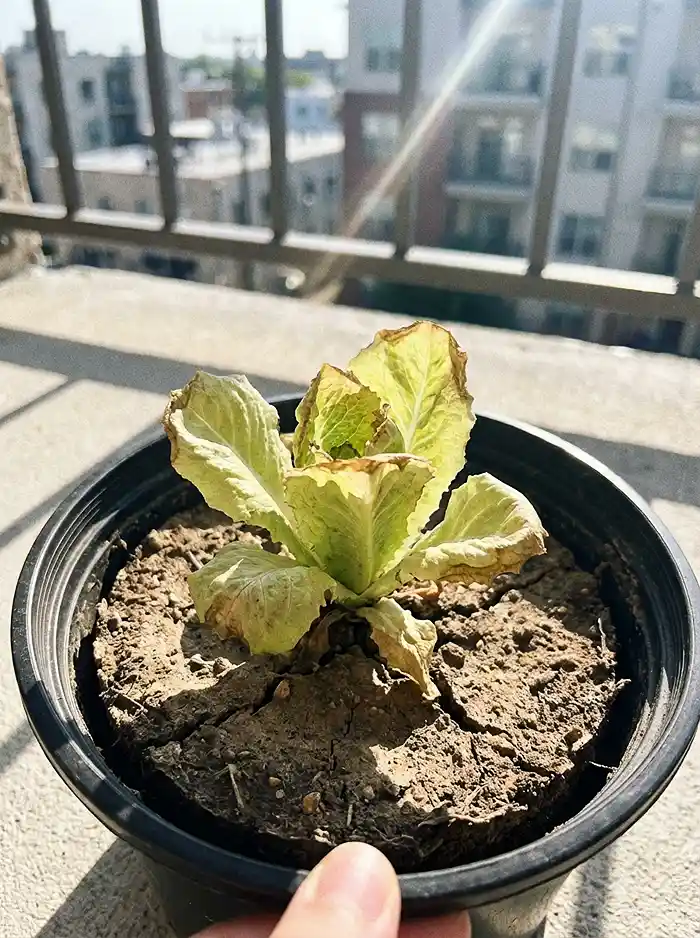 Container Gardening Mistakes 2 Dry cracked soil in small black plastic pot with stressed lettuce in full sun