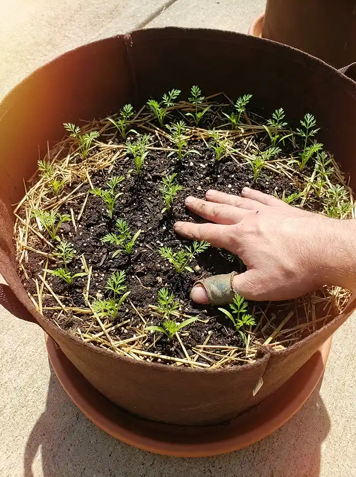 How and When to Thin Root Crops in Pots 5 Evenly spaced carrot seedlings in a fabric grow bag after thinning with finger spacing method