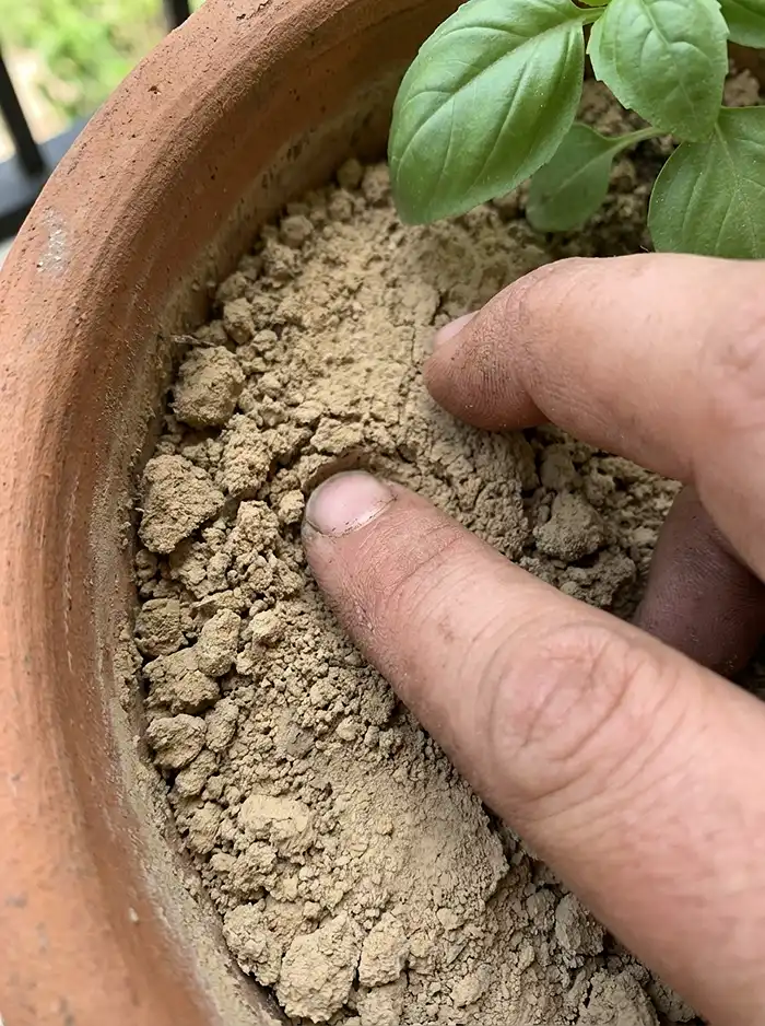 Finger test checking dry potting soil moisture in a terracotta container