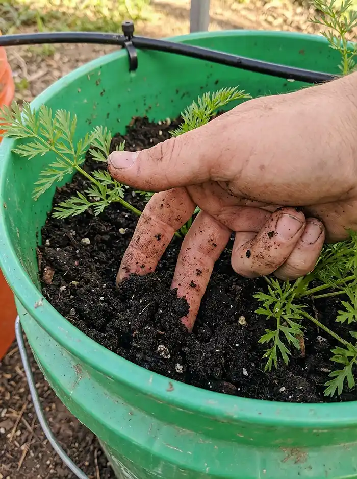 Finger test checking soil moisture in a container growing carrots with drip irrigation