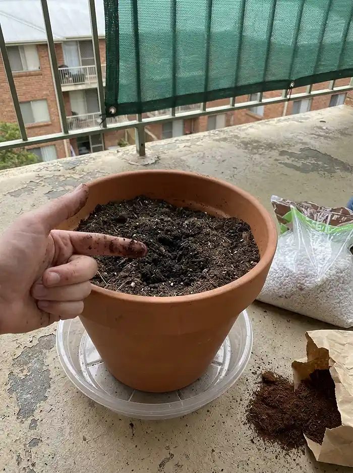 Why Your Balcony Garden Isn't Growing 5 Why Your Balcony Garden Isn’t Growing