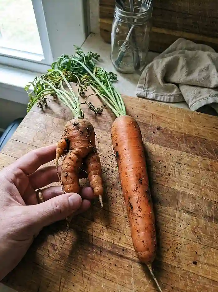 Best Soil for Root Vegetables in Containers 2 Forked carrot vs straight carrot showing container soil compaction results