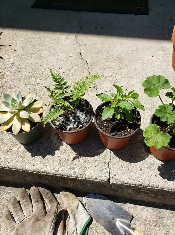 Overwatering Container Plants 3 Four overwatered houseplants showing yellowing leaves, mold, fungus gnats, and edema