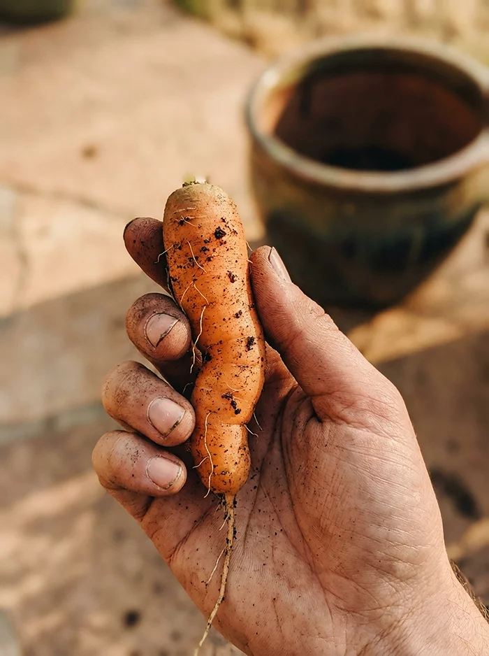 Freshly harvested carrot pulled from a deep container pot