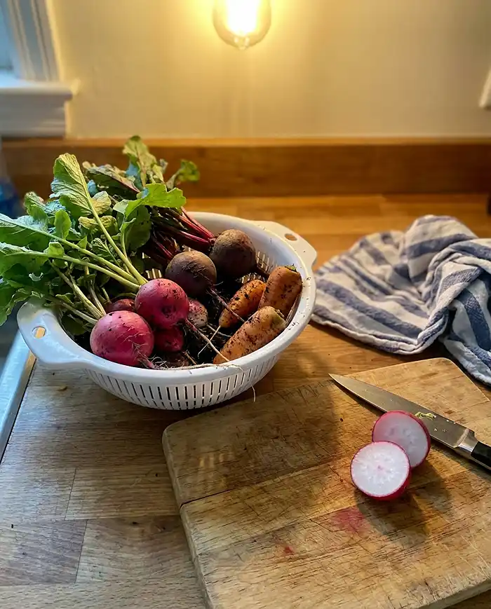 Freshly harvested radishes beets and carrots from container garden on kitchen counter