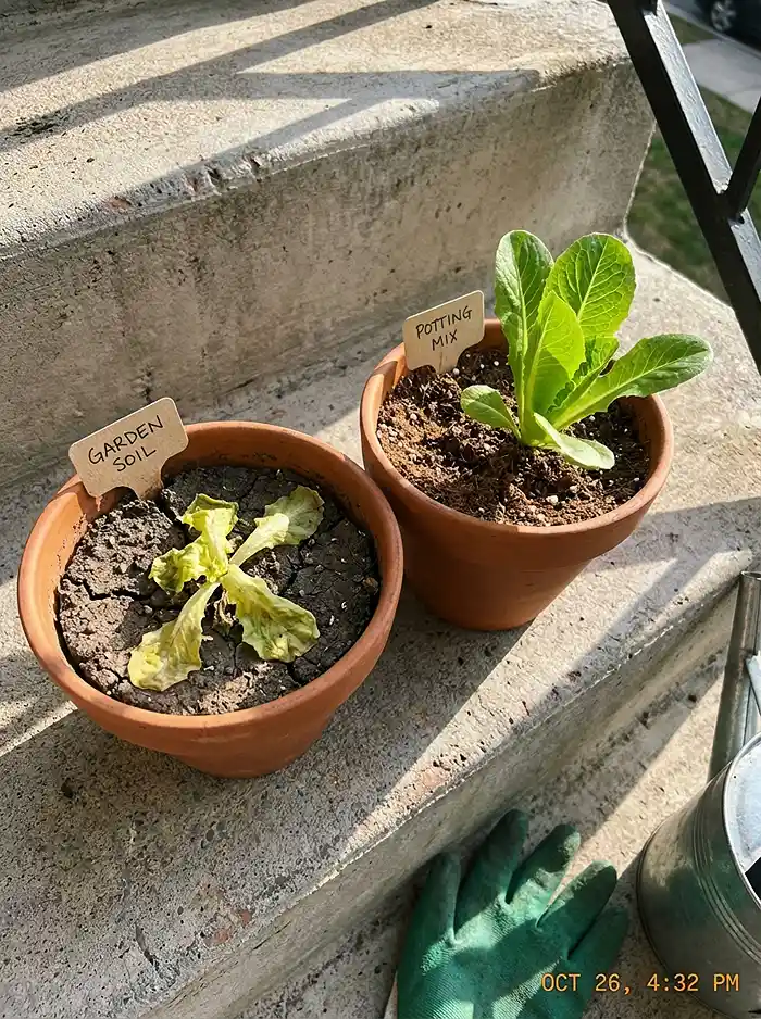 Best Soil Mix for Leafy Greens in Containers 2 Garden soil vs soilless potting mix — struggling vs healthy lettuce seedling in containers