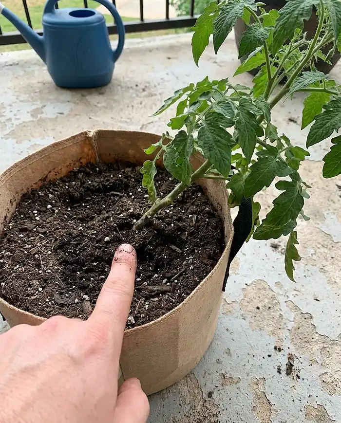 Gardener using the finger test to check container soil moisture before watering