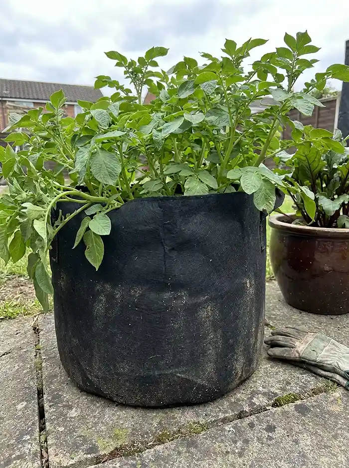 Growing potatoes in fabric grow bags on a small patio