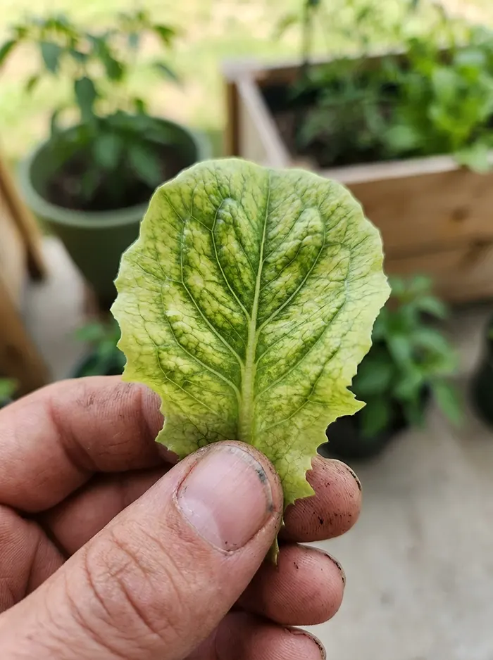 Container Gardening Mistakes 3 Hand holding leaf with interveinal chlorosis showing green veins and yellow tissue