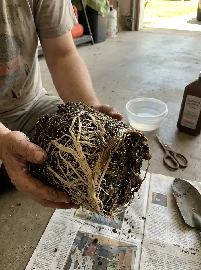 Overwatering Container Plants 4 Hands holding root ball showing healthy white roots versus brown rotten roots from overwatering