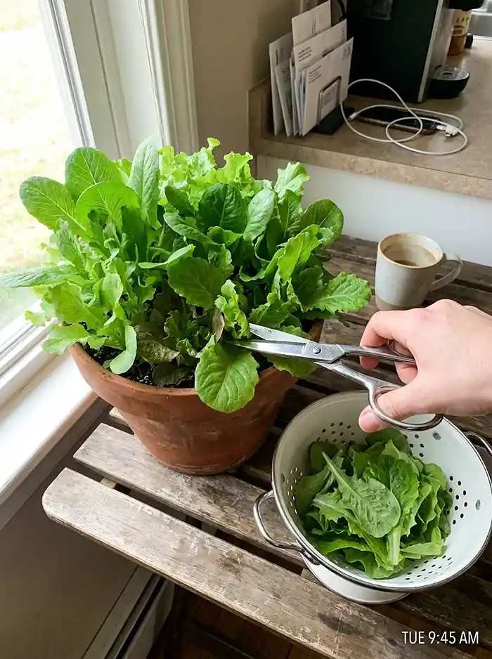 Harvesting fresh lettuce leaves from a well-watered container using scissors