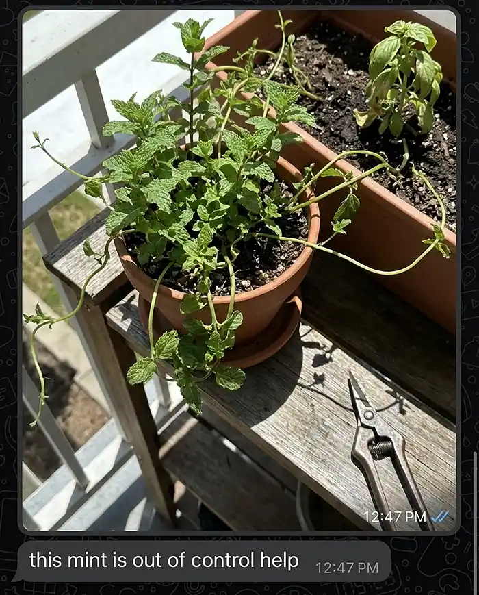 Invasive mint plant sending runners into neighboring herb container on balcony