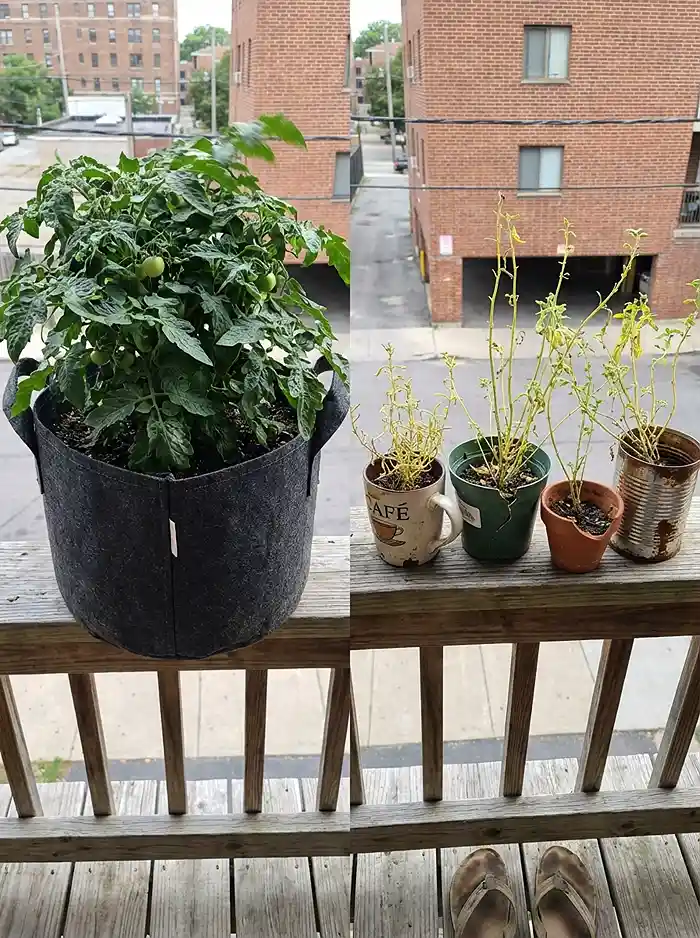 Why Your Balcony Garden Isn't Growing 3 Large container with thriving tomato versus tiny pots with leggy herbs on balcony railing
