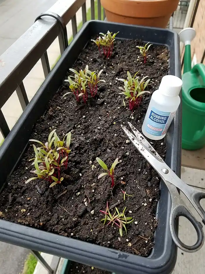 How and When to Thin Root Crops in Pots 3 Multigerm beet seedling clusters in a container before and after thinning