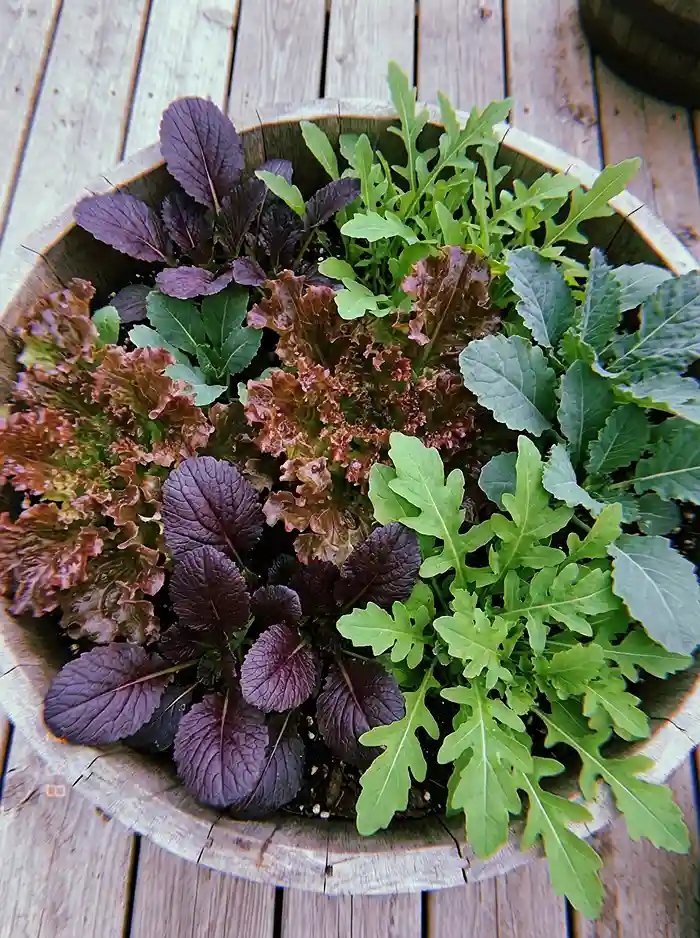 Best Salad Greens to Grow in Containers 3 Multiple salad green varieties growing together in one container garden