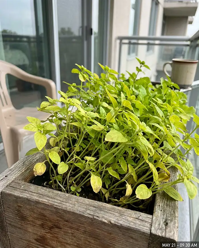 Overcrowded container planter with competing herbs showing poor airflow and yellowing